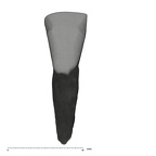 UW101-039 Homo naledi LRI1 labial