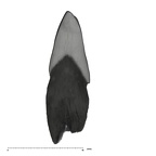 UW101-039 Homo naledi LRI1 mesial