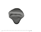 UW101-039 Homo naledi LRI1 occlusal