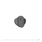 UW101-073 Homo naledi URI2 apical