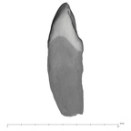 UW101-073 Homo naledi URI2 distal
