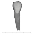 UW101-073 Homo naledi URI2 labial