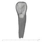 UW101-073 Homo naledi URI2 lingual
