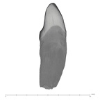 UW101-073 Homo naledi URI2 mesial