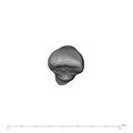 UW101-073 Homo naledi URI2 occlusal