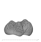 UW101-1002 Homo naledi LRM germ buccal