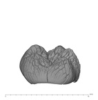 UW101-1002 Homo naledi LRM germ distal