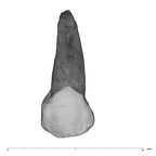 UW101-1004 Homo naledi UP buccal