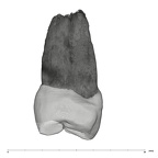 UW101-1004 Homo naledi UP distal