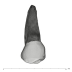 UW101-1004 Homo naledi UP lingual