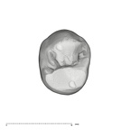 UW101-1004 Homo naledi UP occlusal