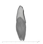 UW101-1005A Homo naledi LLI1 distal