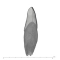 UW101-1005A Homo naledi LLI1 mesial