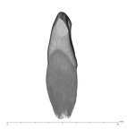UW101-1005B Homo naledi LRI1 mesial