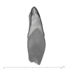 UW101-1005C Homo naledi LRI2 distal