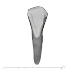 UW101-1005C Homo naledi LRI2 lingual
