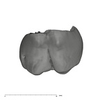 UW101-1006 Homo naledi URM2 buccal
