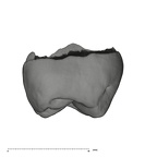 UW101-1006 Homo naledi URM2 distal