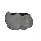 UW101-1006 Homo naledi URM2 lingual