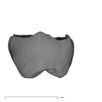 UW101-1006 Homo naledi URM2 mesial