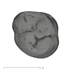 UW101-1006 Homo naledi URM2 occlusal