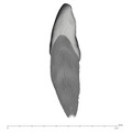 UW101-1012 Homo naledi URI1 distal