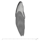 UW101-1012 Homo naledi URI1 distal