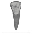 UW101-1012 Homo naledi URI1 lingual