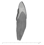UW101-1012 Homo naledi URI1 mesial