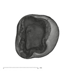 UW101-1015 Homo naledi ULM2 apical