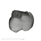 UW101-1015 Homo naledi ULM2 buccal