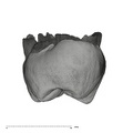 UW101-1015 Homo naledi ULM2 distal