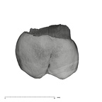 UW101-1015 Homo naledi ULM2 lingual