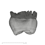 UW101-1015 Homo naledi ULM2 mesial