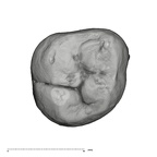 UW101-1015 Homo naledi ULM2 occlusal