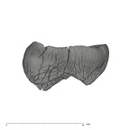 UW101-1063 Homo naledi ULM germ buccal