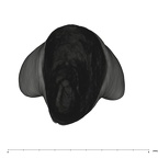 UW101-1075 Homo naledi LRI2 apical