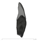 UW101-1075 Homo naledi LRI2 distal