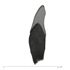 UW101-1075 Homo naledi LRI2 mesial