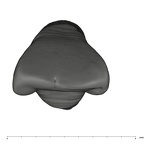 UW101-1075 Homo naledi LRI2 occlusal