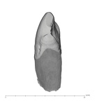 UW101-1076 Homo naledi LLC distal