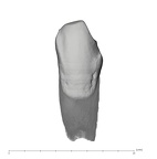 UW101-1076 Homo naledi LLC labial