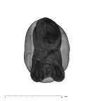 UW101-1107 Homo naledi UP apical