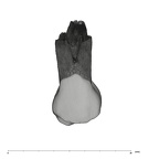 UW101-1107 Homo naledi UP buccal