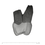 UW101-1107 Homo naledi UP distal