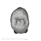 UW101-1107 Homo naledi UP occlusal