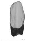 UW101-1126 Homo naledi LLC labial