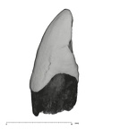 UW101-1126 Homo naledi LLC mesial