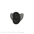 UW101-1131 Homo naledi LLI2 apical