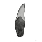 UW101-1131 Homo naledi LLI2 distal